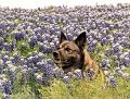 Ranger's Head in the Bluebonnets