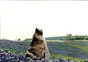 Panner Singing in the Bluebonnets