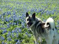 Ace-in-Blue-Bonnets